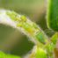 Spülmittel gegen Blattläuse einsetzen - ein altbewährtes Hausmittel