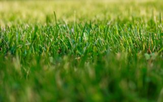 Rasen wächst nicht: Ursachen erkennen und richtig handeln 1 Rasen wächst nicht