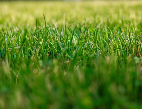 Rasen wächst nicht: Ursachen erkennen und richtig handeln