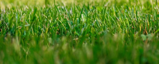 Rasen wächst nicht: Ursachen erkennen und richtig handeln 2 Rasen wächst nicht