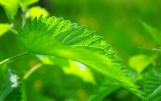 Brennnesseltee selber machen