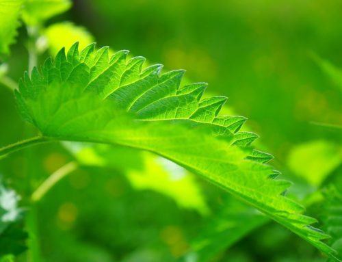 Brennnesseltee: Gesundheitliche Vorteile und einfache Zubereitung zu Hause