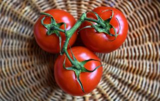 tomate obst oder gemüse