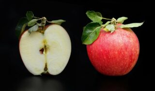 Apfelkern im Garten einpflanzen