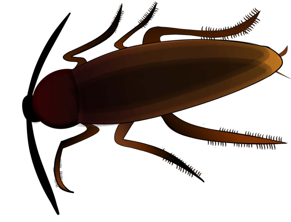 Maden Insect Wie entstehen Maden? - Wissensstoff