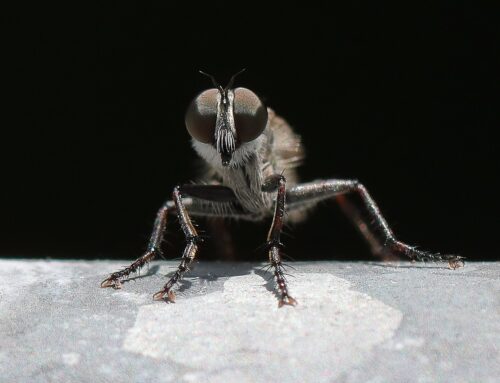 Fliegendreck entfernen: So werden Sie Fliegenkot los