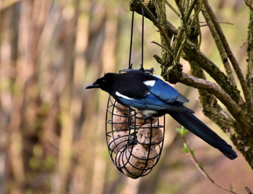 Elstern vertreiben: Die besten Methoden