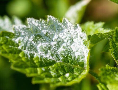 Apfelessig gegen Mehltau: Natürliches Hausmittel für gesunde Pflanzen