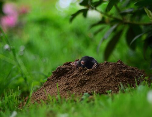 Maulwurf vertreiben: Legale und tierfreundliche Methoden