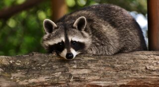 Waschbär im Garten