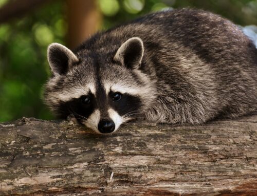 Waschbär im Garten