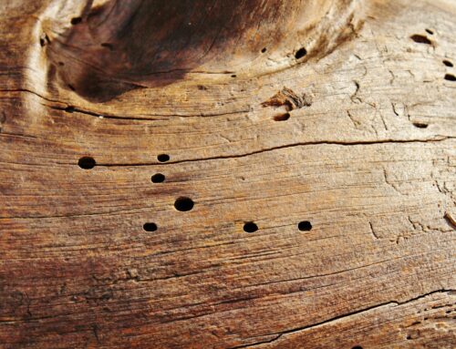 Holzwürmer bekämpfen: Der umfassende Leitfaden für Schutz und Prävention