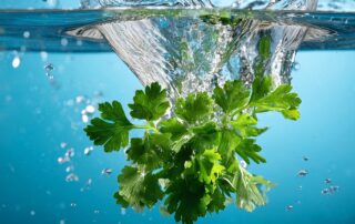 Petersilie ernten: So wächst dein Küchenkraut immer wieder nach 8 ai generated leaves water splash 9016505