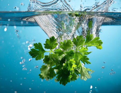 Petersilie ernten: So wächst dein Küchenkraut immer wieder nach