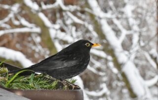 Haferflocken als Winterfutter