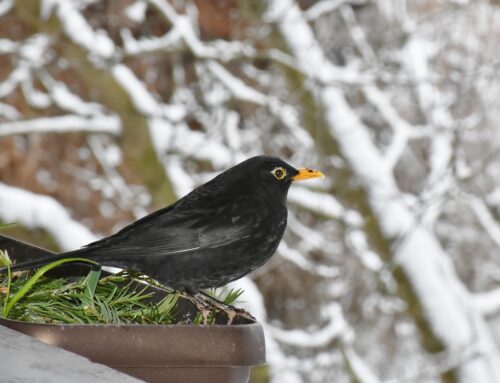 Haferflocken als Winterfutter: So hilfst du Vögeln und anderen Wildtieren