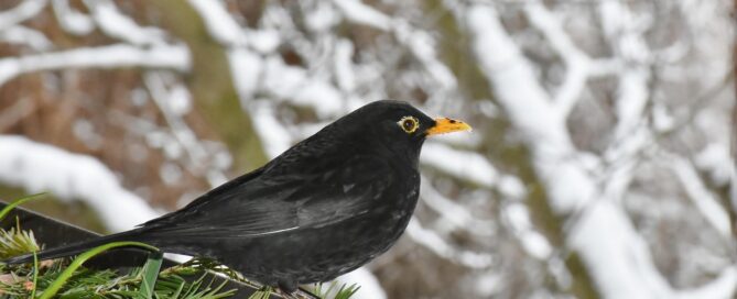 Haferflocken als Winterfutter: So hilfst du Vögeln und anderen Wildtieren 2 Haferflocken als Winterfutter