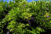 bush wisteria garden poisonous 4367631
