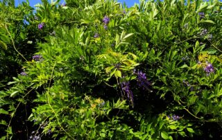 Blauregen blüht nicht: Ursachen und Tipps für eine üppige Blütenpracht 7 bush wisteria garden poisonous 4367631