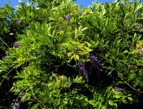 Blauregen blüht nicht: Ursachen und Tipps für eine üppige Blütenpracht