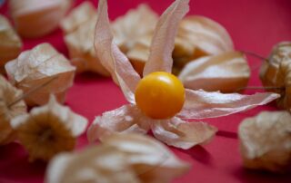 Physalis ernten - perfekten Erntezeitpunkt erkennen 10 cape gooseberry fruit food berry 5458809