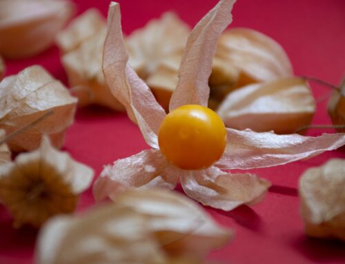 Physalis ernten – perfekten Erntezeitpunkt erkennen
