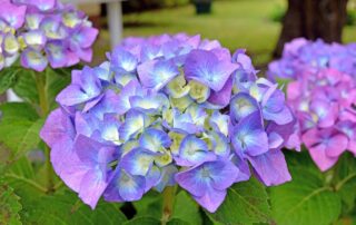 Hortensien richtig düngen: So blühen deine Pflanzen prächtig 18 flower violet lila purple plant 5012691