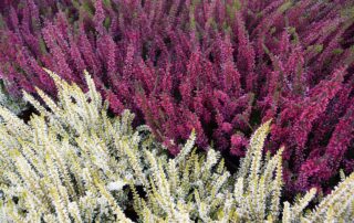 Winterblühende Sträucher: 10 insektenfreundliche Pflanzen für deinen Garten 14 heather swamp flower nature 3725989