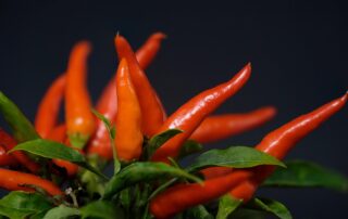 hot peppers chili red sharp fiery 4298825