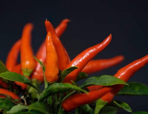 Chili selbst anbauen: Von der Aussaat bis zur Ernte