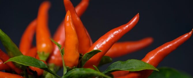 hot peppers chili red sharp fiery 4298825