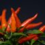 hot peppers chili red sharp fiery 4298825