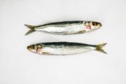 sardines white background two fish 3732726