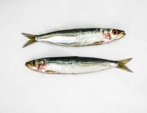 Sardinen ausnehmen: Schritt für Schritt zum perfekt vorbereiteten Fisch