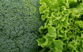 broccoli, lettuce, vegetables, salad, green, fresh, leafy greens, broccoli, broccoli, broccoli, broccoli, lettuce, lettuce, lettuce, lettuce, vegetables, salad, salad, salad, salad, salad, leafy greens, leafy greens, leafy greens, leafy greens