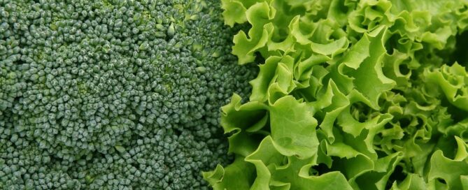 broccoli, lettuce, vegetables, salad, green, fresh, leafy greens, broccoli, broccoli, broccoli, broccoli, lettuce, lettuce, lettuce, lettuce, vegetables, salad, salad, salad, salad, salad, leafy greens, leafy greens, leafy greens, leafy greens