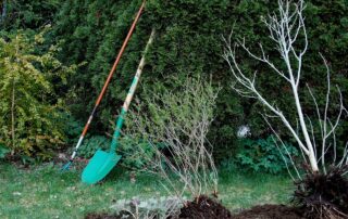 gardening, garden design, plants, bushes, garden tools, computing, nature, spade, gardeners, move plants