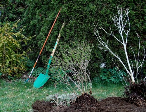 Gartenkalender: Dein perfekter Monat-für-Monat-Plan fürs ganze Gartenjahr