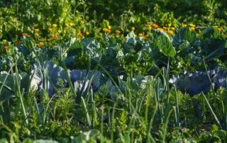 vegetables, vegetable patch, food, meal, vegetable garden, healthy, vegetable growing, nourishment, fresh, garden, green, nature, vitamins, bio, field crop, kitchen garden, vegetable patch, vegetable garden, vegetable garden, vegetable garden, vegetable garden, vegetable garden