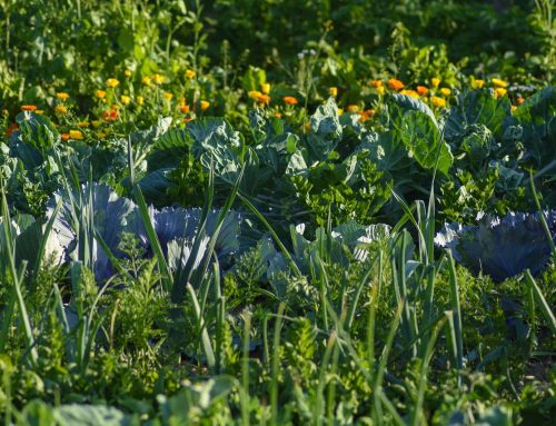 Gemüsebeet planen: So legst du den Grundstein für eine richtig gute Ernte