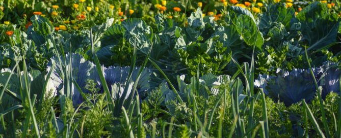 Gemüsebeet planen: So legst du den Grundstein für eine richtig gute Ernte 2 vegetables, vegetable patch, food, meal, vegetable garden, healthy, vegetable growing, nourishment, fresh, garden, green, nature, vitamins, bio, field crop, kitchen garden, vegetable patch, vegetable garden, vegetable garden, vegetable garden, vegetable garden, vegetable garden