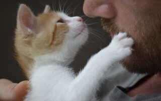 Katze kratzt beim Streicheln: Warum sie das tut und was du ändern kannst 1 freunde, katze, kätzchen, natur, tiere, liebe, niedlich, vertrauen, papa, frech, haustier, neugier, freundschaft, beschnuppern, kennenlernen, liebe, vertrauen, frech, beschnuppern, kennenlernen, kennenlernen, kennenlernen, kennenlernen, kennenlernen