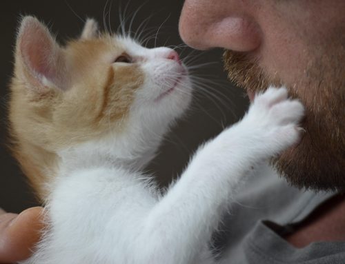 Katze kratzt beim Streicheln: Warum sie das tut und was du ändern kannst