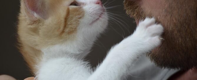 freunde, katze, kätzchen, natur, tiere, liebe, niedlich, vertrauen, papa, frech, haustier, neugier, freundschaft, beschnuppern, kennenlernen, liebe, vertrauen, frech, beschnuppern, kennenlernen, kennenlernen, kennenlernen, kennenlernen, kennenlernen