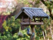 birds feeding, winter, garden, nature, hunger