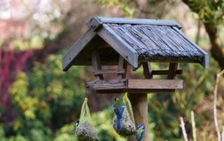 birds feeding, winter, garden, nature, hunger
