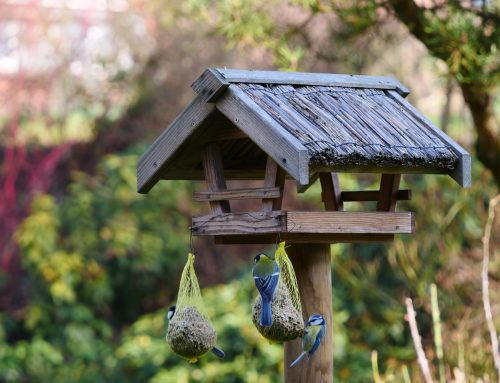 Vögel füttern: Worauf du achten musst, damit es wirklich hilft