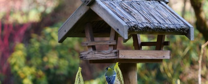 birds feeding, winter, garden, nature, hunger