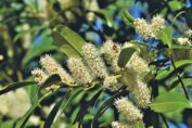 cherry laurel, laurel cherry, laurel, shrub, bush, blossom, bloom, inflorescence, ornamental shrub, bloom, evergreen, plant, nature, cherry laurel, laurel, laurel, laurel, laurel, laurel