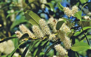 cherry laurel, laurel cherry, laurel, shrub, bush, blossom, bloom, inflorescence, ornamental shrub, bloom, evergreen, plant, nature, cherry laurel, laurel, laurel, laurel, laurel, laurel